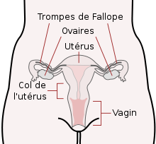 DysmÃ©norrhÃ©e (RÃ¨gles douloureuses)