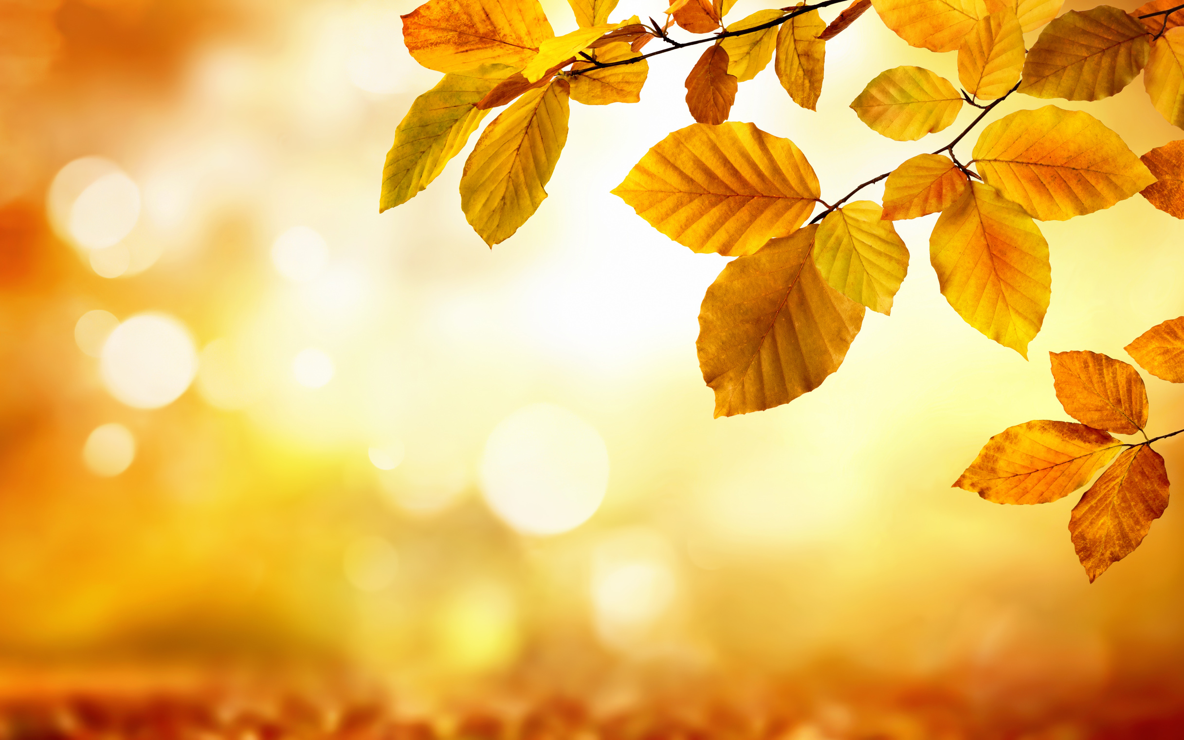 Cure d'automne