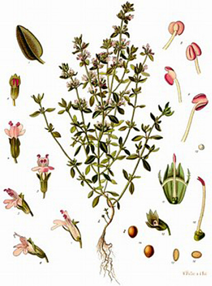 Thymus vulgaris CT thujanol