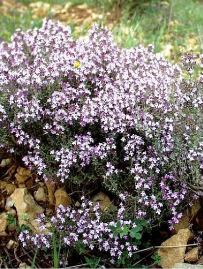 Thymus vulgaris CT thujanol