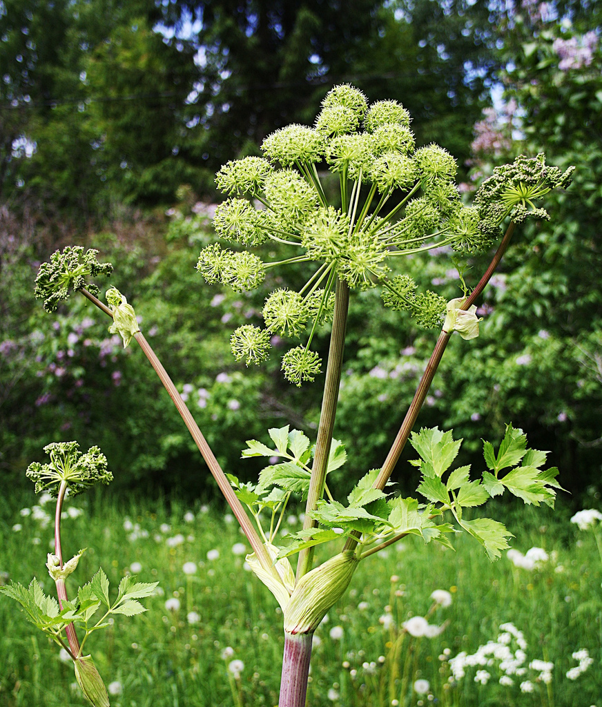 Angelica archangelica