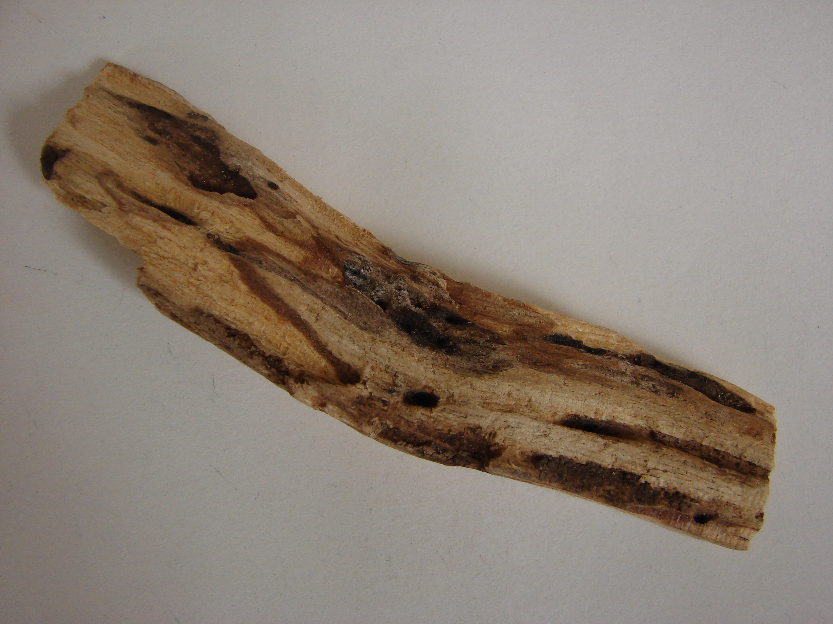 Bursera graveolens