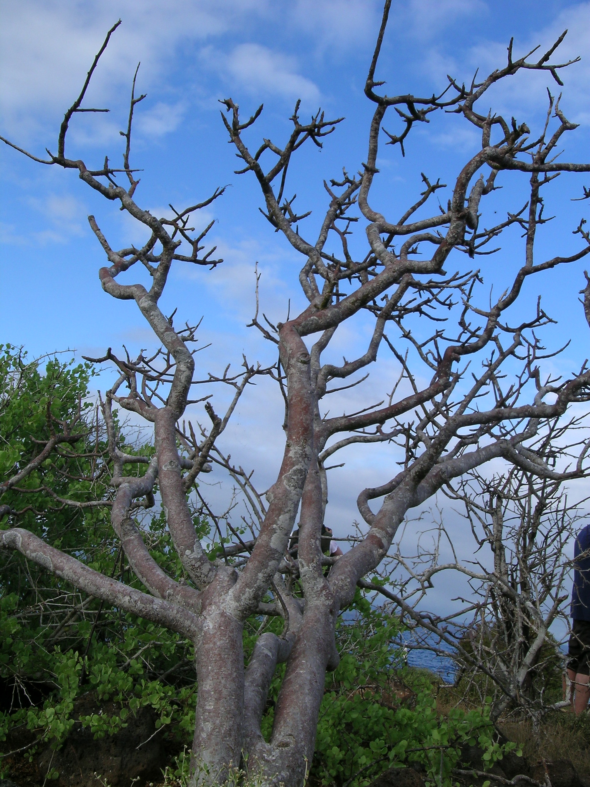 Bursera graveolens