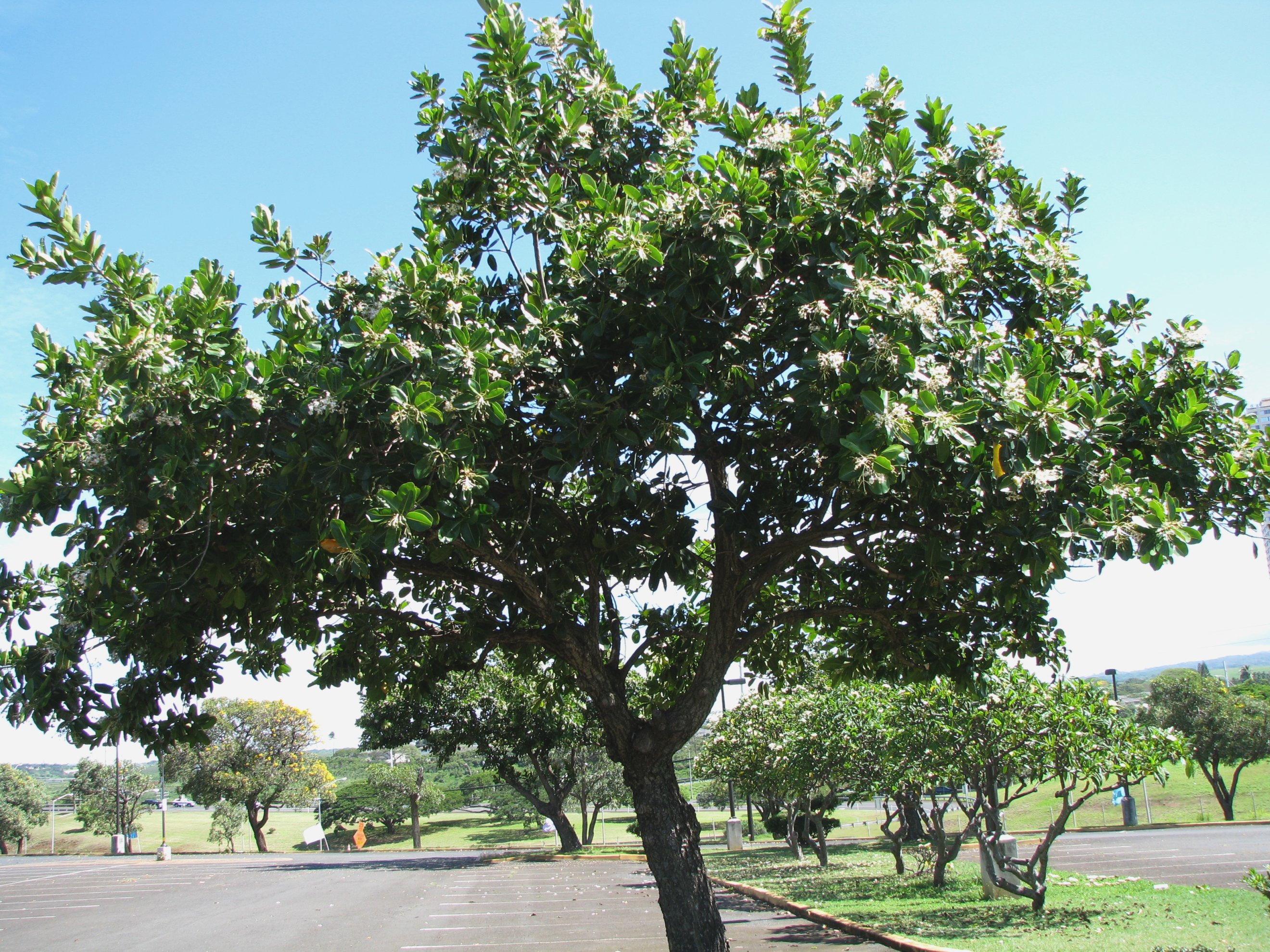Calophyllum inophylum