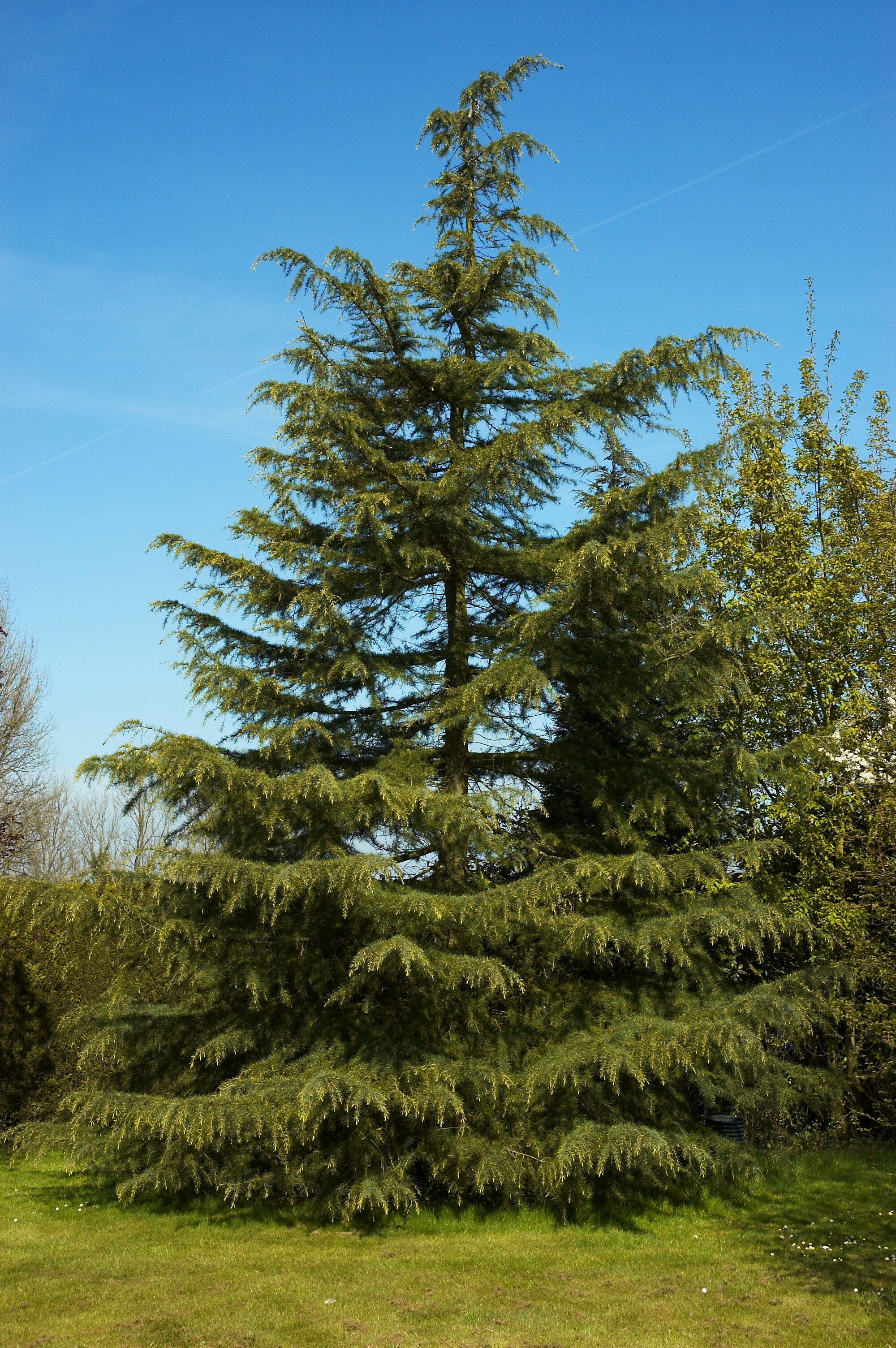 Cedrus deodara