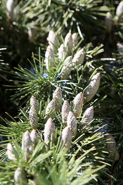 Cedrus deodara