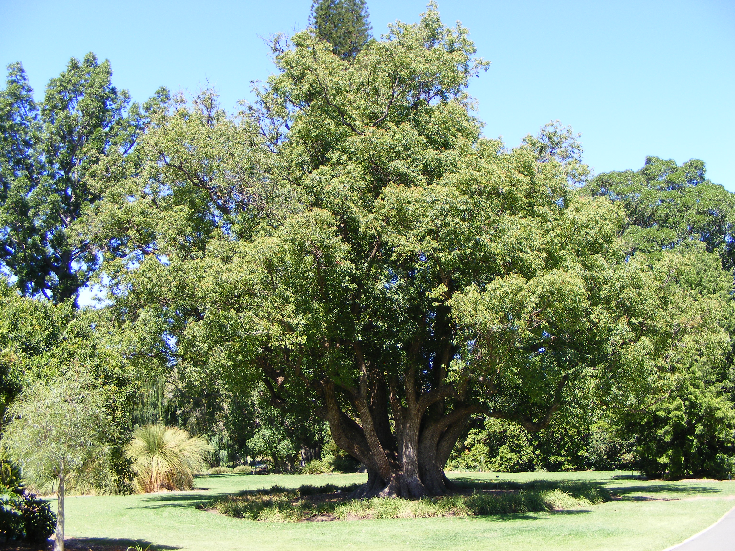 Cinnamomum camphora cineoliferum