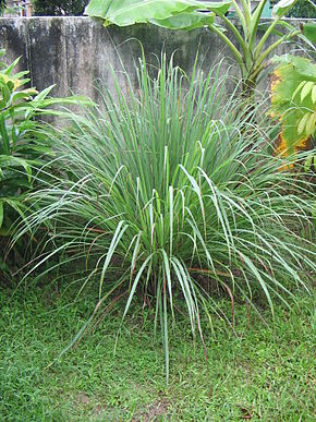 Cymbopogon winterianus