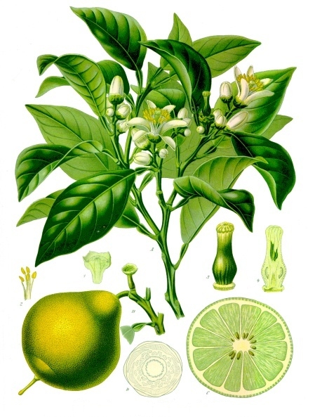 Citrus bergamia