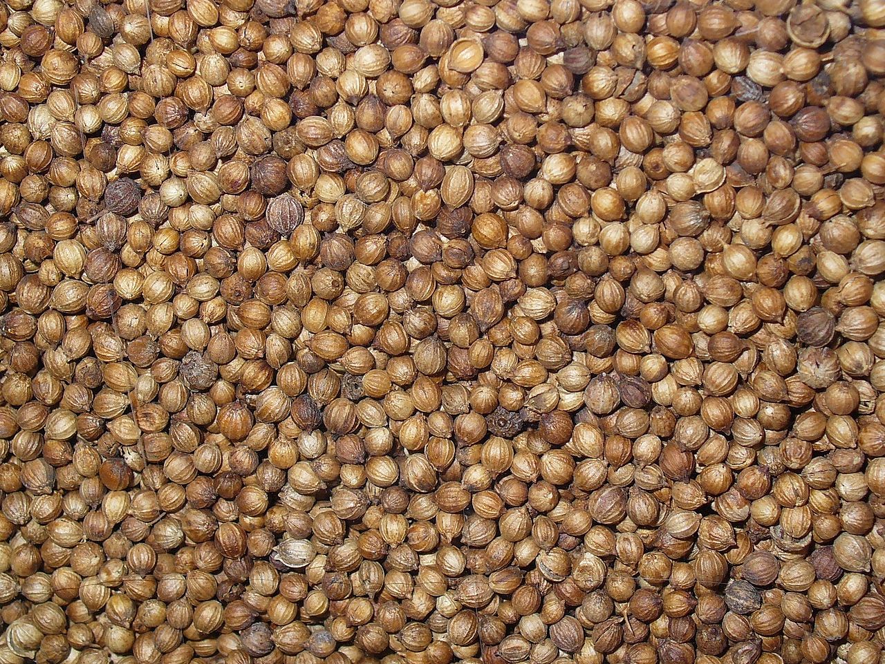 Coriandrum sativum