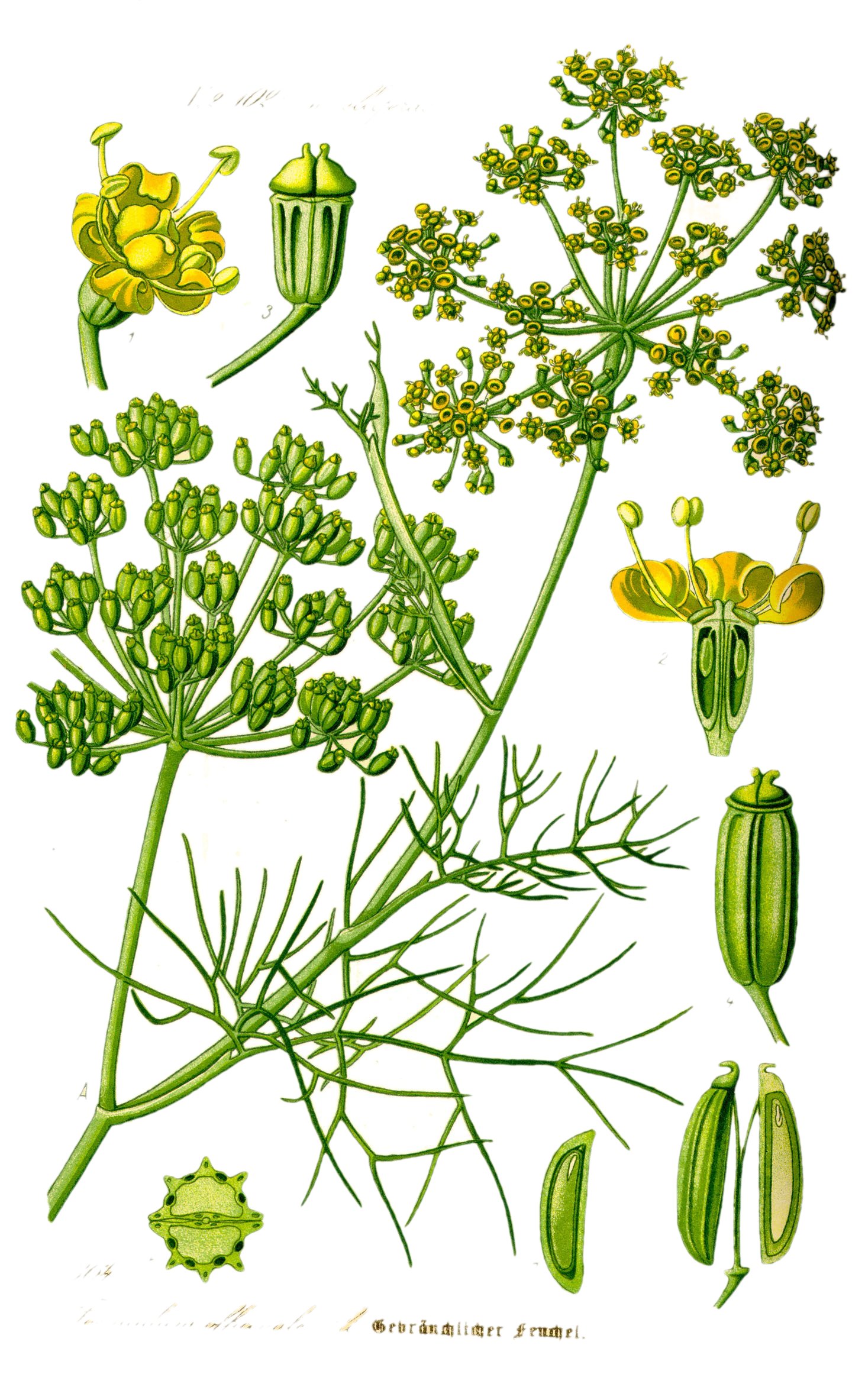 Foeniculum vulgare