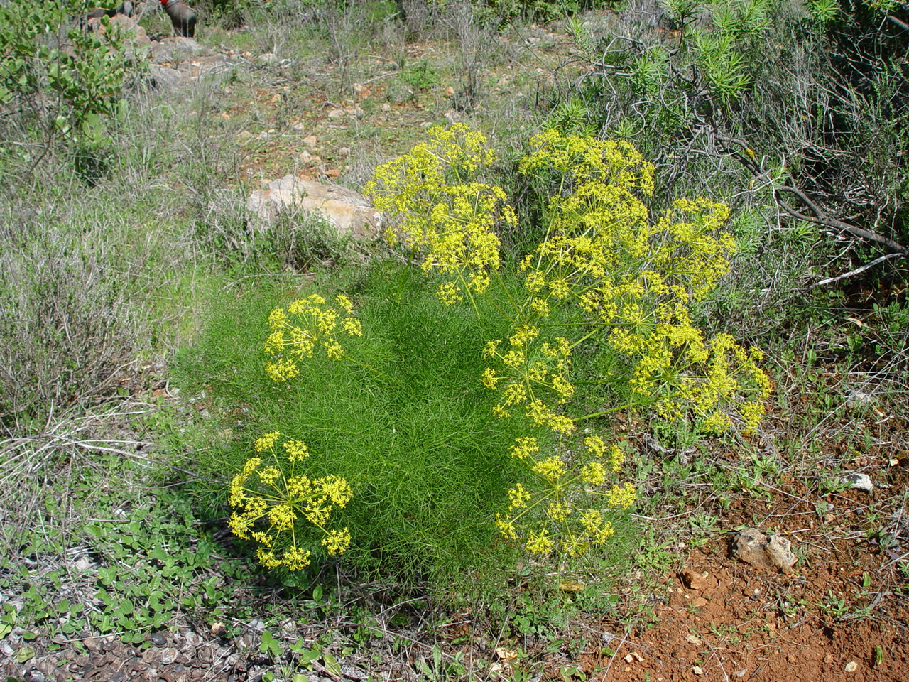 Foeniculum vulgare