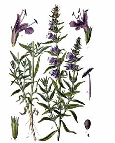 Hyssopus officinalis