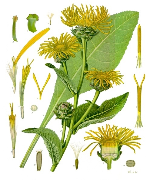 Inula graveolens