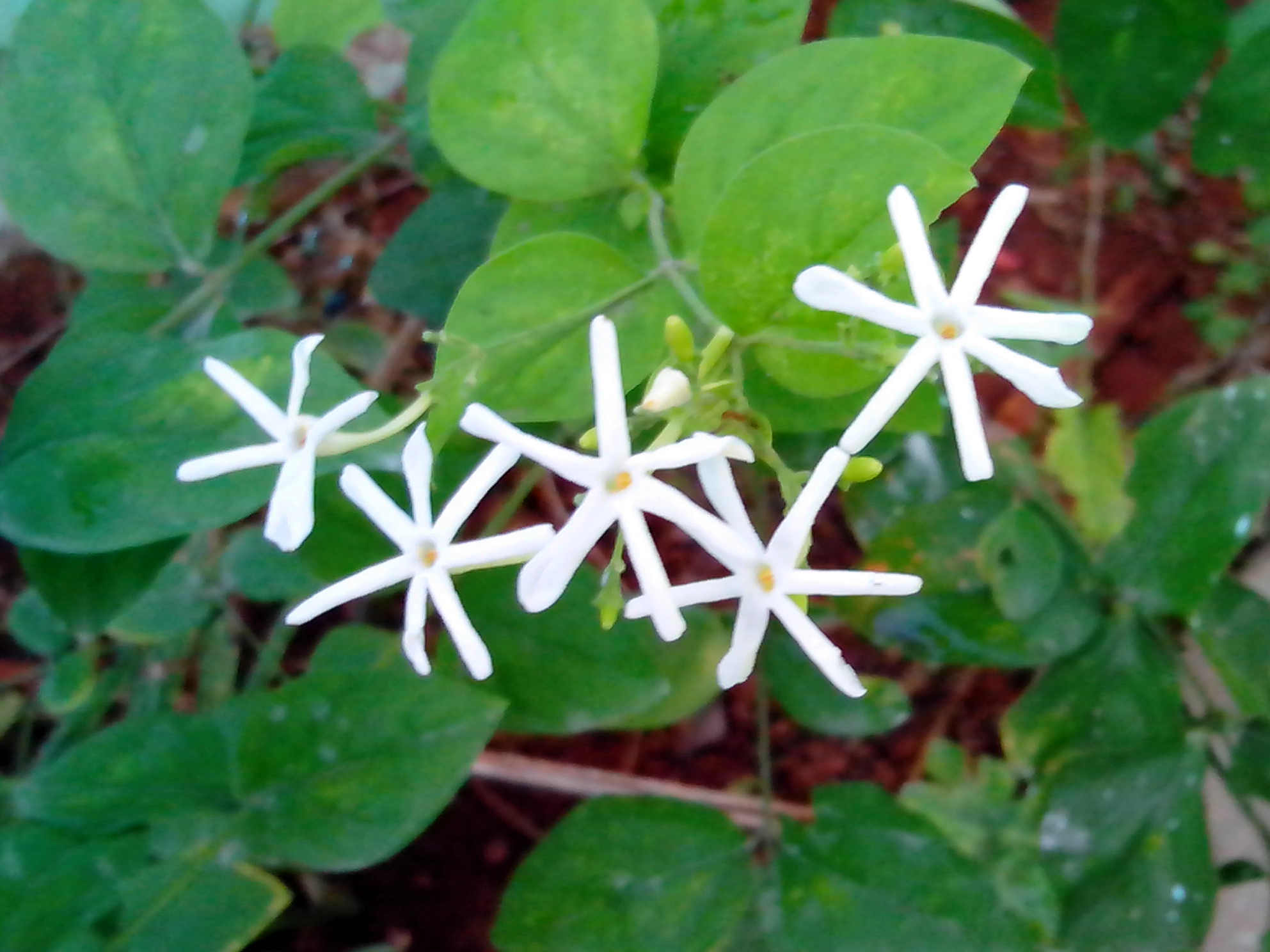 Jasminum grandiflorum
