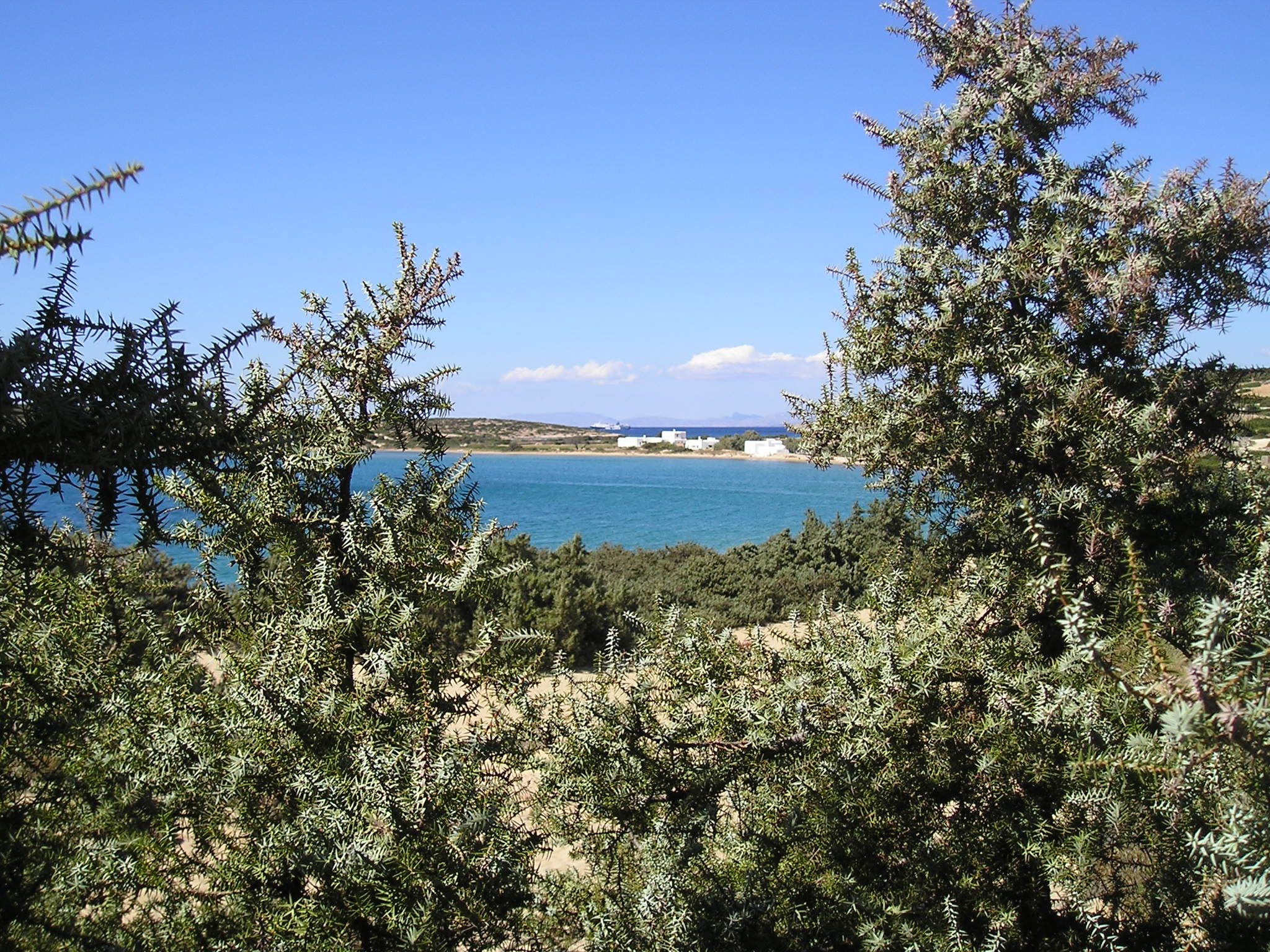 Juniperus communis nana