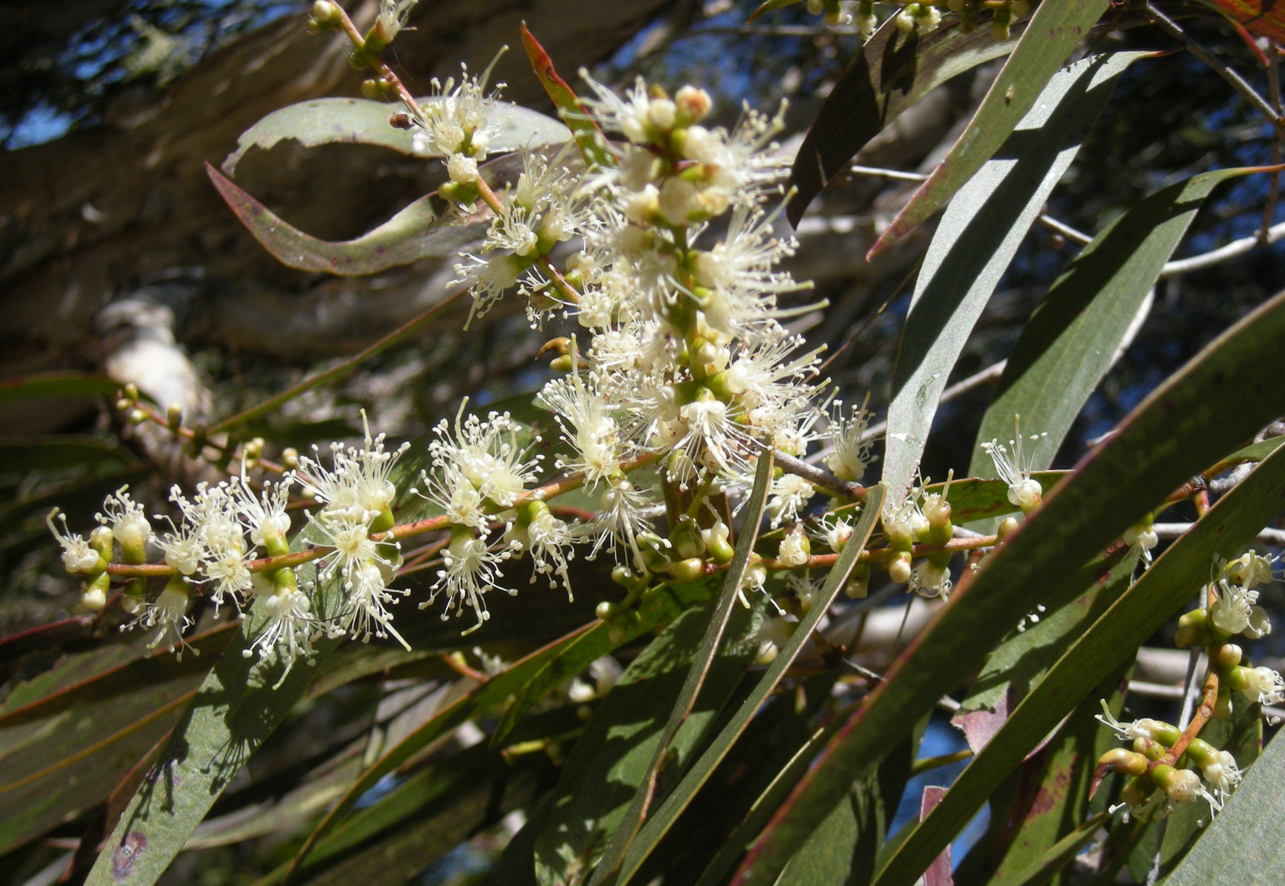 Melaleuca leucadendron cajuputii