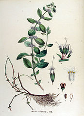 Mentha arvensis