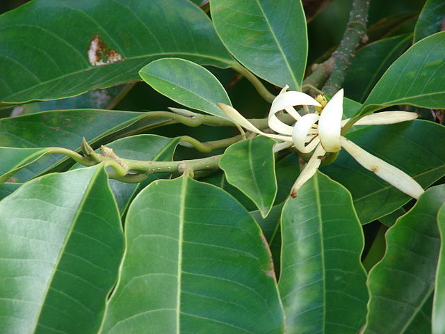 Michelia alba
