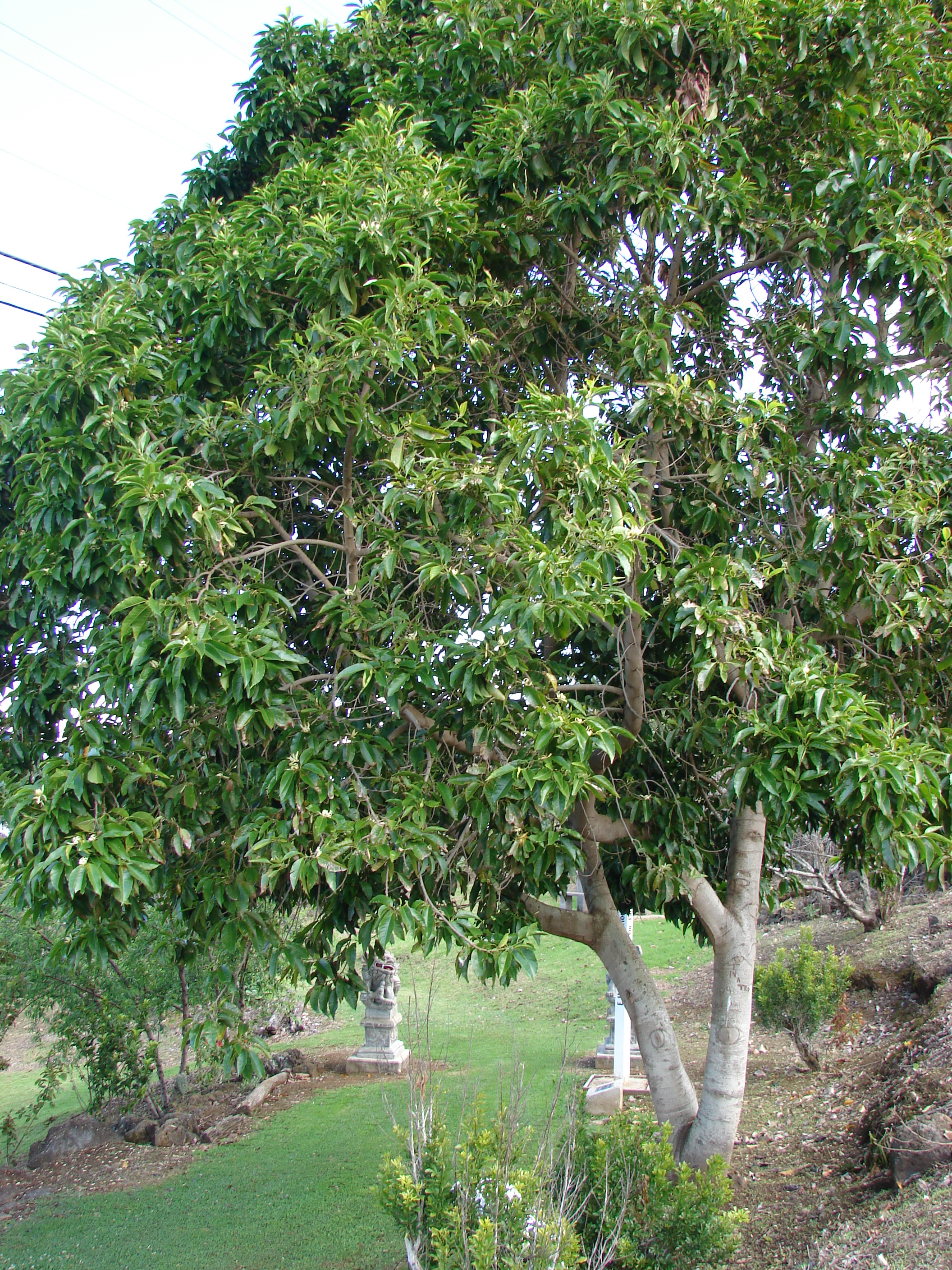 Michelia alba