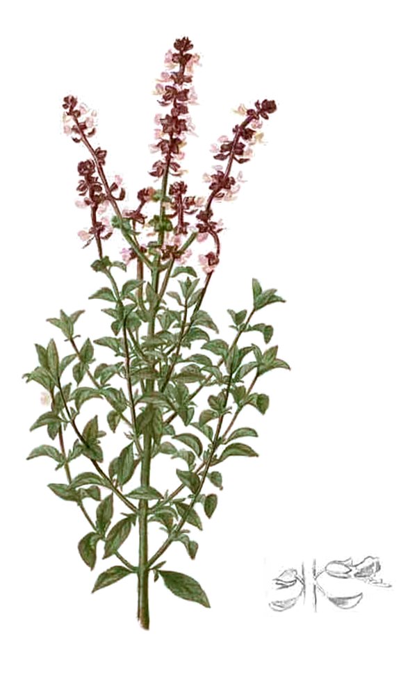 Ocimum basilicum CT linalol