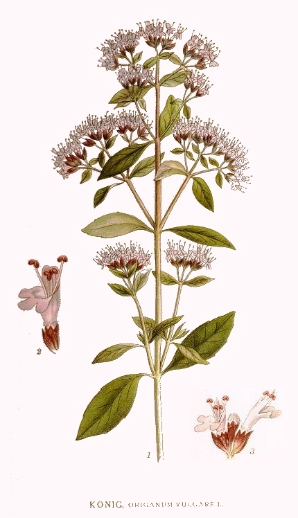 Origanum vulgare