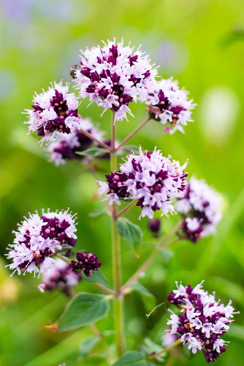 Origanum vulgare