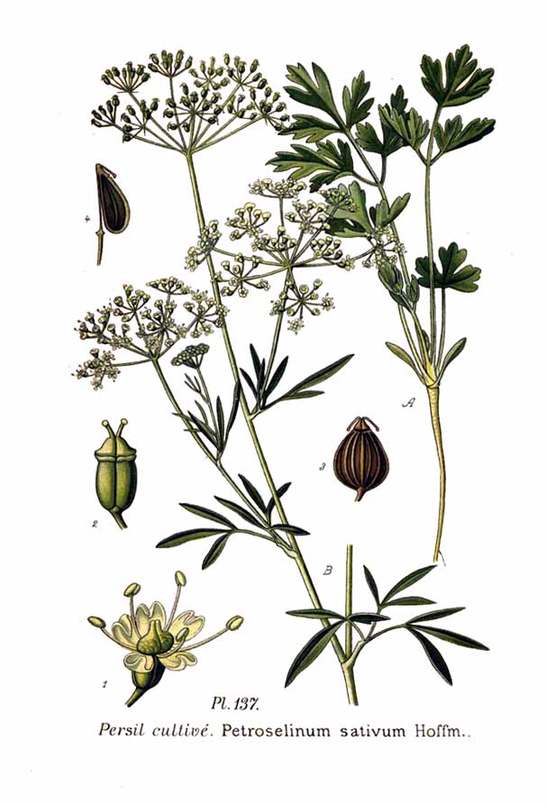 Petroselinum sativum
