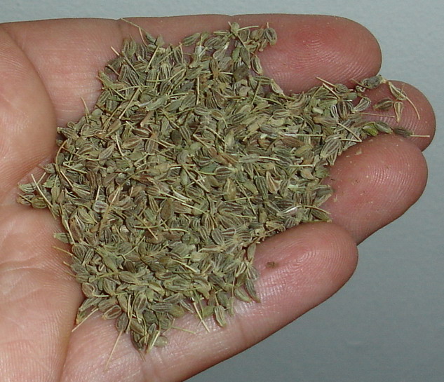 Pimpinella anisum