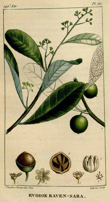 Ravensara aromatica