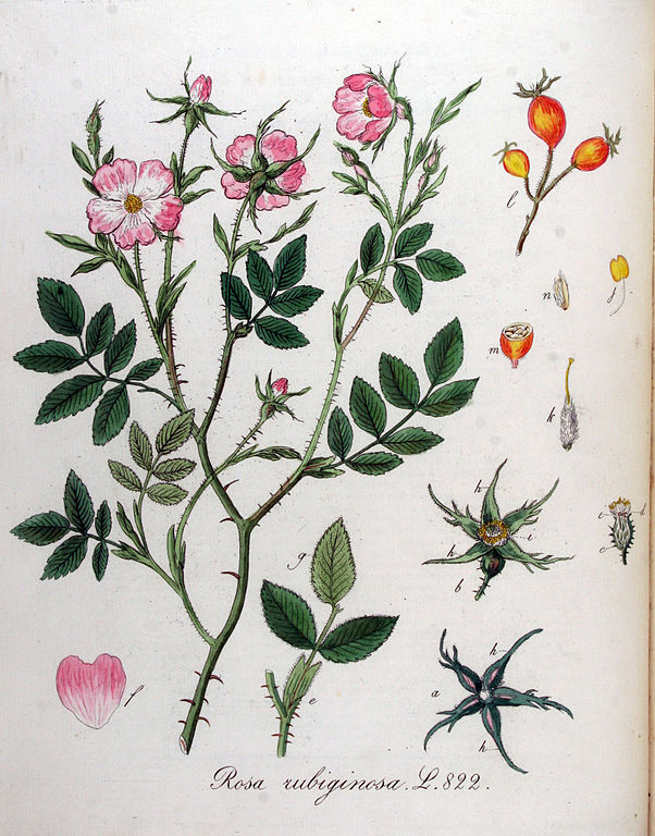 Rosa rubiginosa