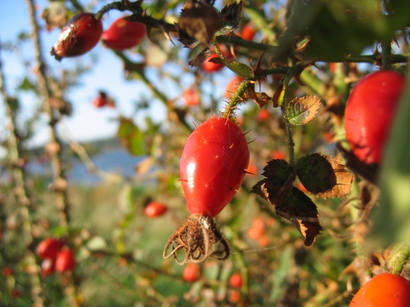 Rosa rubiginosa
