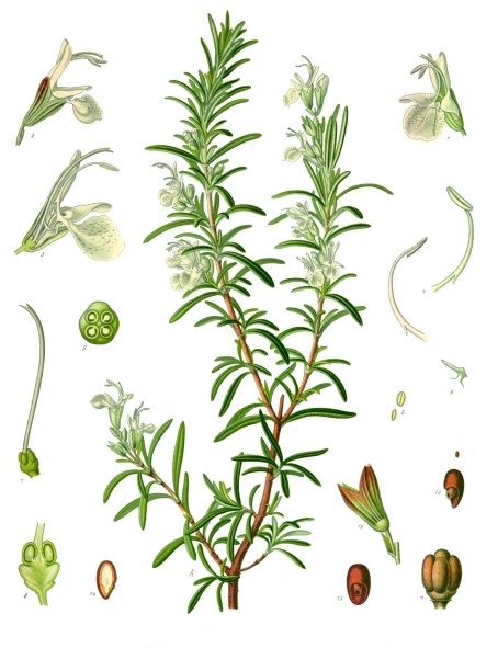 Rosmarinus officinalis CT camphora