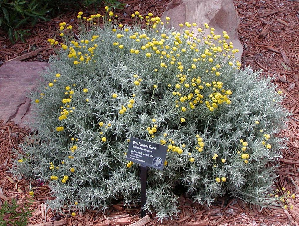 Santolina chamaecyparissus
