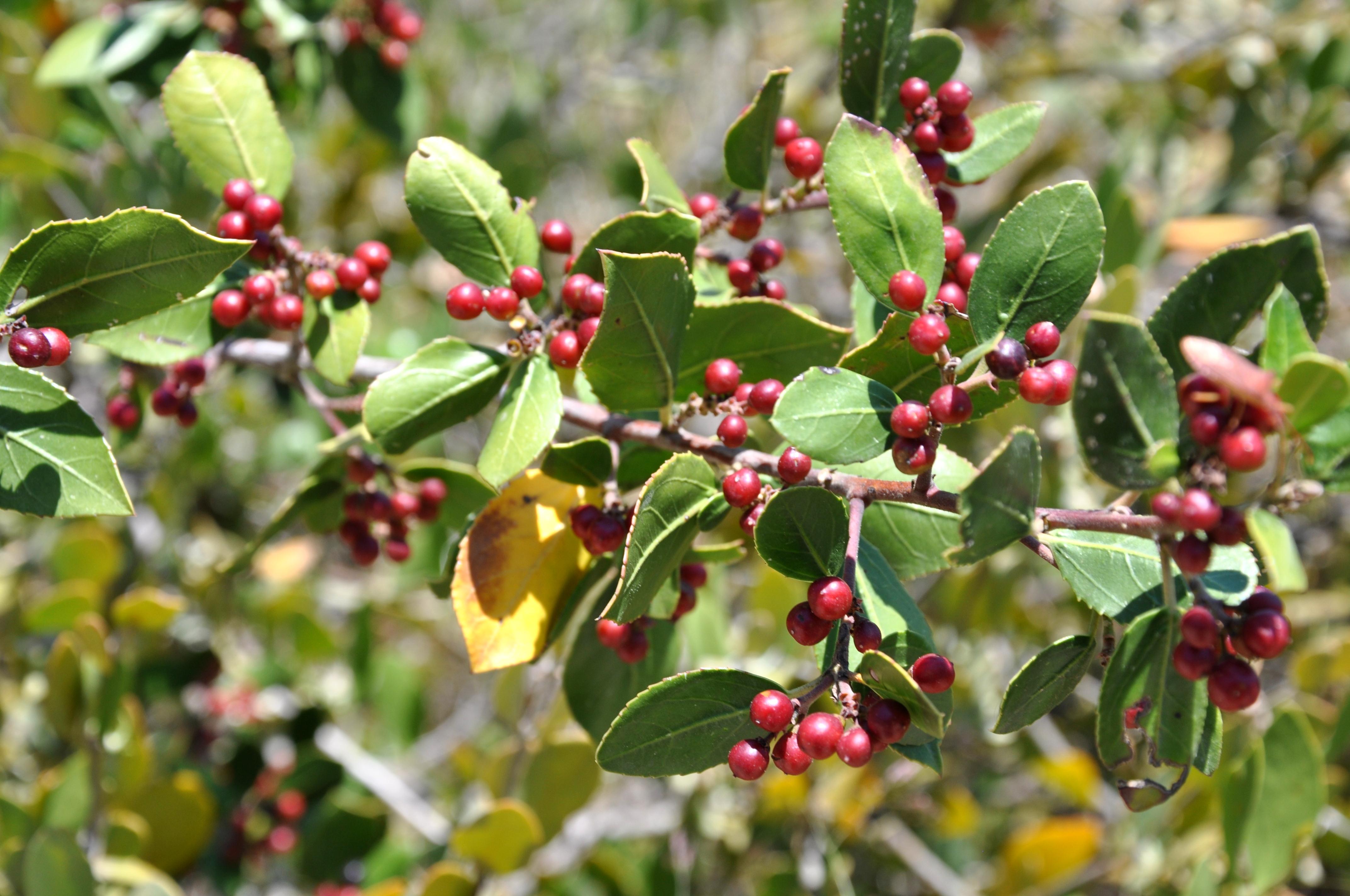 Simmondsia sinensis
