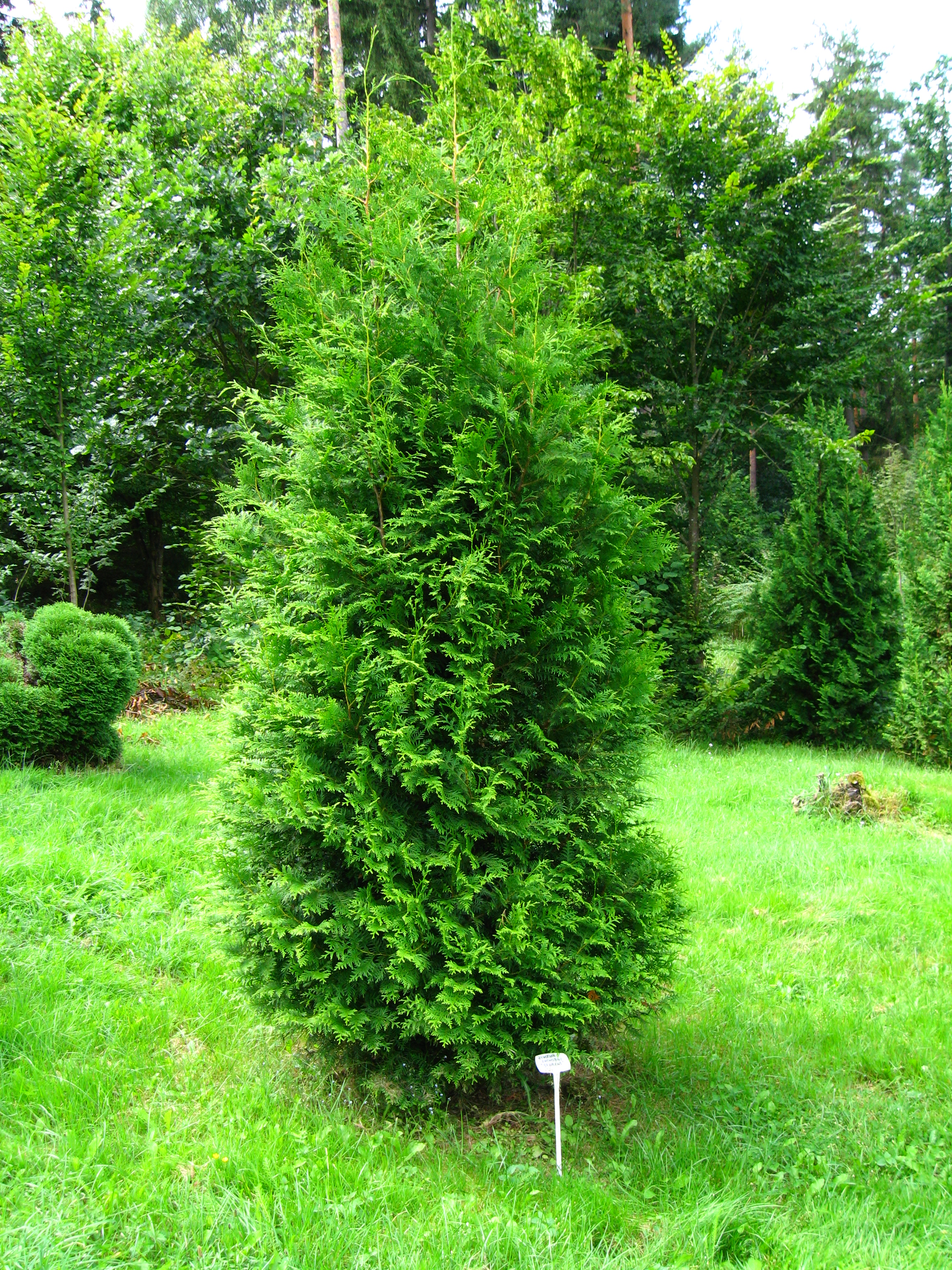 Thuja occidentalis