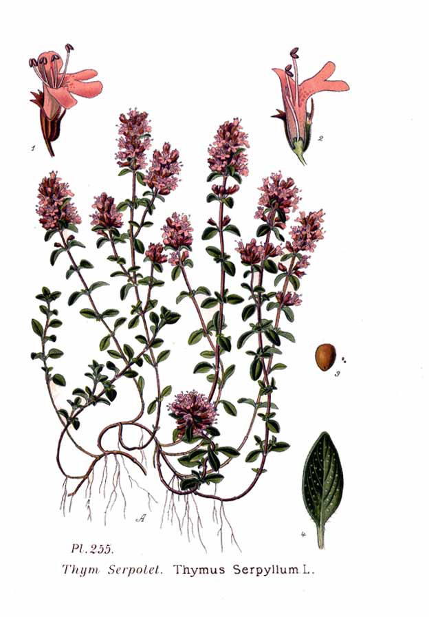 Thymus serpyllum