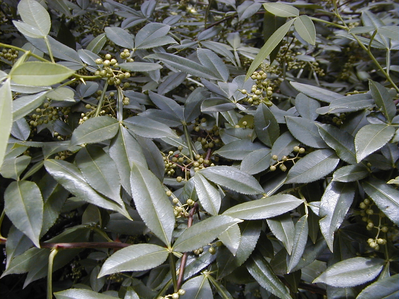 Zanthoxylum alatum