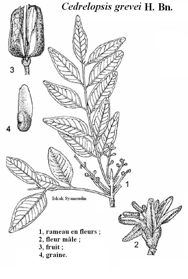 Cedrelopsis grevei