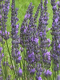 Lavandula hybrida