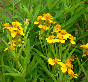 Artemisia dracunculus