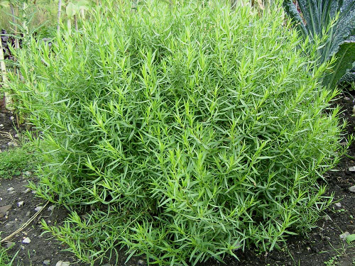 Artemisia dracunculus