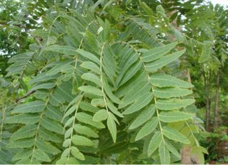 Boswellia serrata