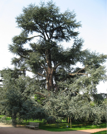 Cedrus atlantica