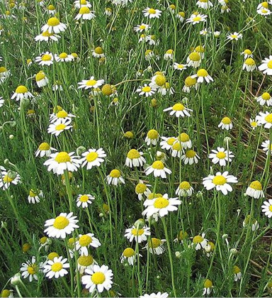 Chamaemelum nobile