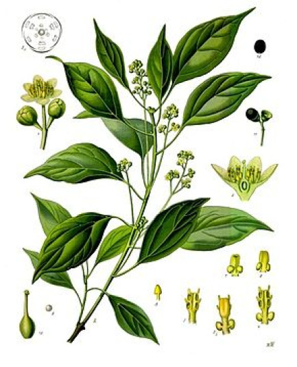 Cinnamomum camphora cineoliferum