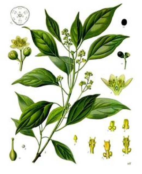 Cinnamomum camphora linaloliferum
