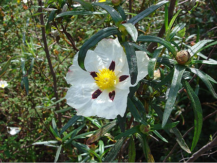 Cistus ladaniferus
