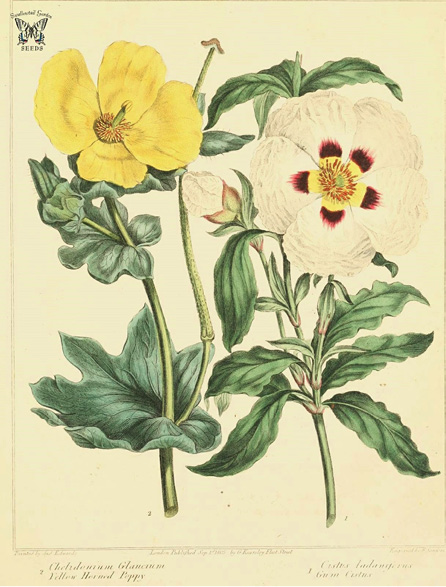 Cistus ladaniferus