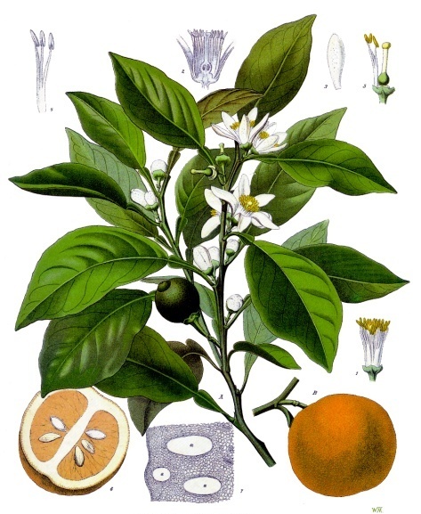 Citrus aurantium aur.